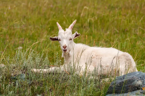 Ziegenweideberg — Stockfoto