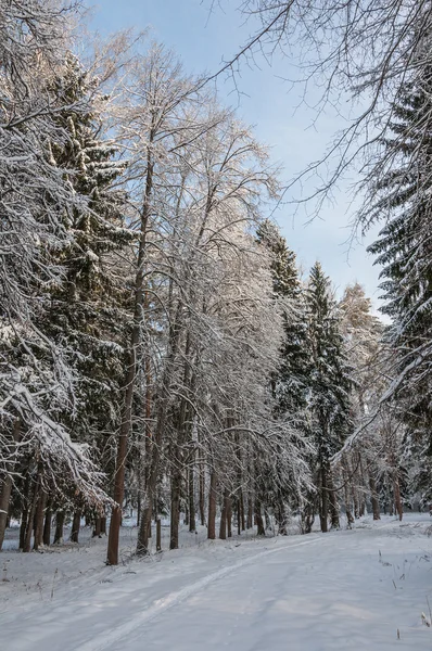Mixed forest tall trees winter — Stock Photo, Image