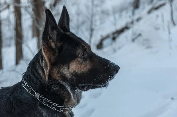 Dog portrait snow winter — Stock Photo, Image