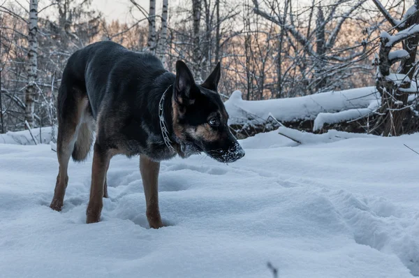 Dog portrait snow winter — Stock Photo, Image