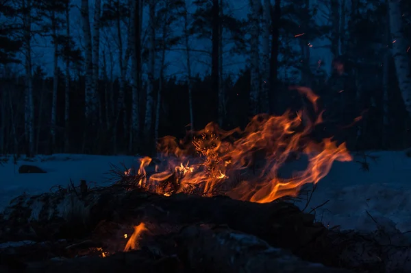 Bonfire firewood forest winter twilight — Stock Photo, Image