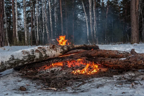 Бонфайр дрова ліс зима — стокове фото