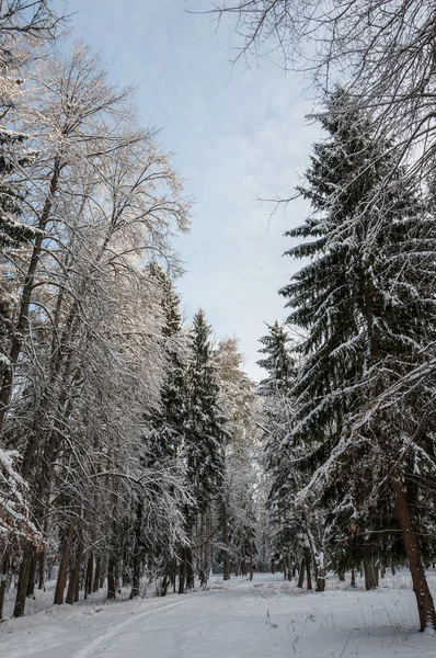 Forest spruce trees winter — Stock Photo, Image