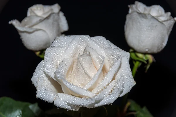 Weiße Rosen Wassertropfen — Stockfoto