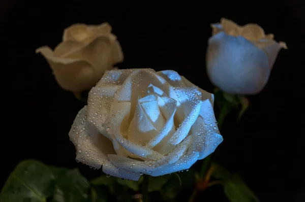 Rosas blancas gotas de agua — Foto de Stock