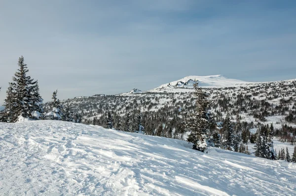 Montagne épinette forêt neige hiver — Photo