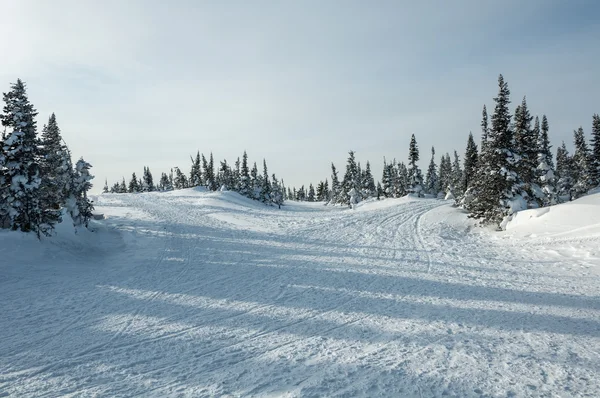 Fenyő erdő havas téli hegyek — Stock Fotó