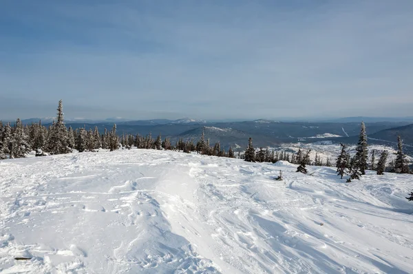 Berg vuren bos sneeuw winter — Stockfoto