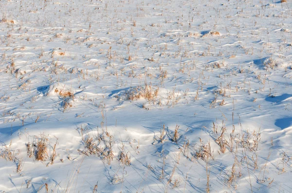 Hierba seca campo nieve — Foto de Stock