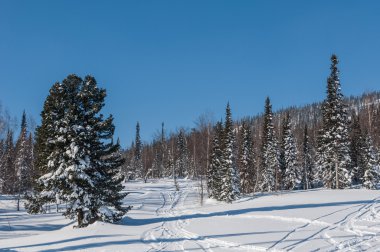 Ladin orman kar kış dağlar