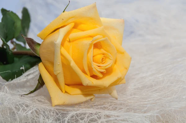 Yellow rose light background — Stock Photo, Image