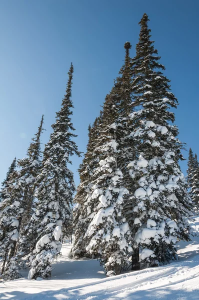 Abeto bosque nieve invierno montañas —  Fotos de Stock