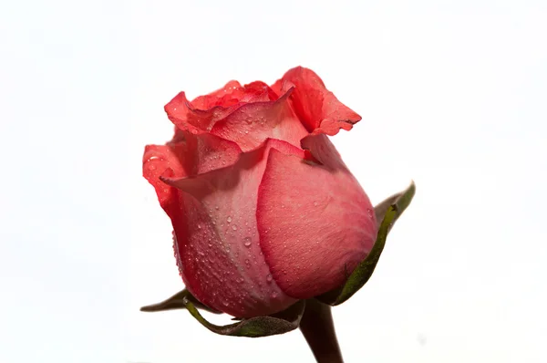 Rosa rosa fondo blanco —  Fotos de Stock