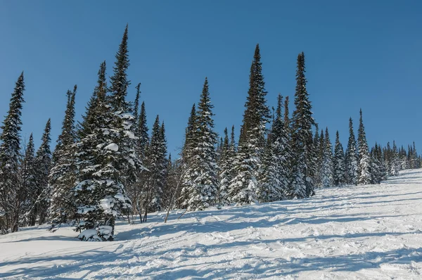 Spruce forest snow winter mountains — Stock Photo, Image