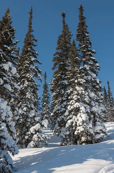 Forêt d'épinettes neige hiver montagnes — Photo