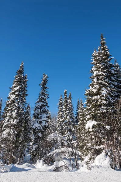Abeto bosque nieve invierno —  Fotos de Stock