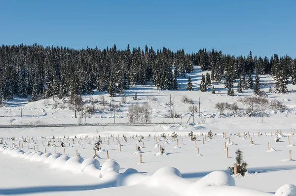 Winter saplings forest snow — Stock Photo, Image