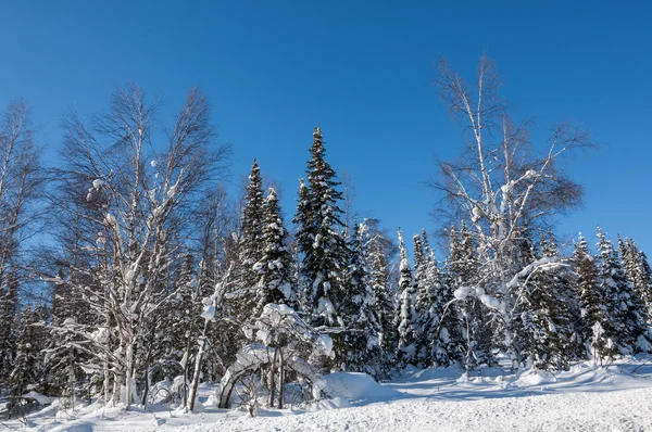 Mixed forest tall trees winter — Stock Photo, Image