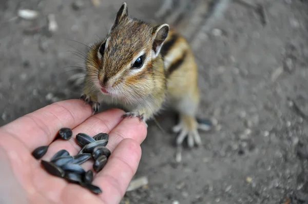 Chipmunk hand seeds feeding — Stock Photo, Image