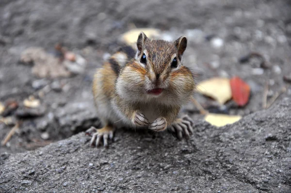 Surprised chipmunk stone — Stock Photo, Image