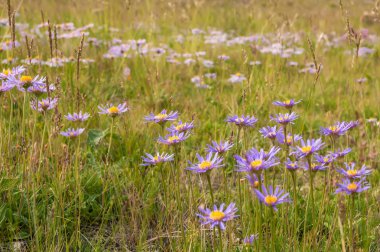 çiçekler çim sahası