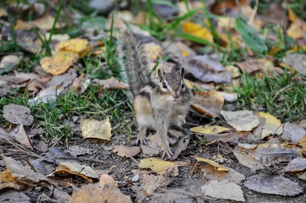 Chipmunk grass foot — Stock Photo, Image