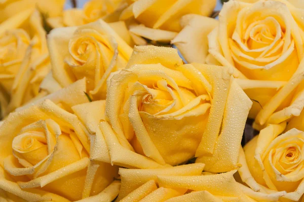 Yellow rose white background — Stock Photo, Image