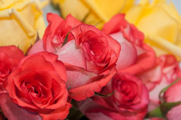 Pink roses background — Stock Photo, Image