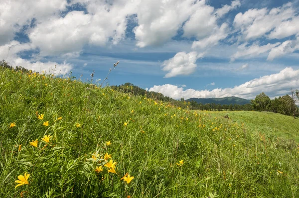 Meadow mountain flowers sky — Stock Photo, Image