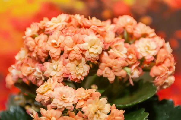 Orange flowers kalanchoe — Stock Photo, Image