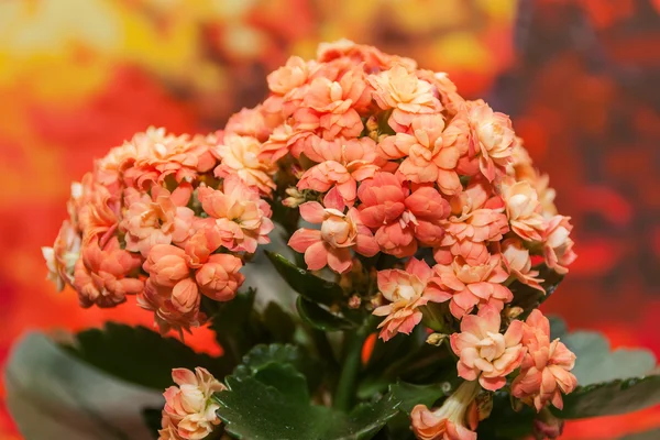 Orange flowers kalanchoe — Stock Photo, Image