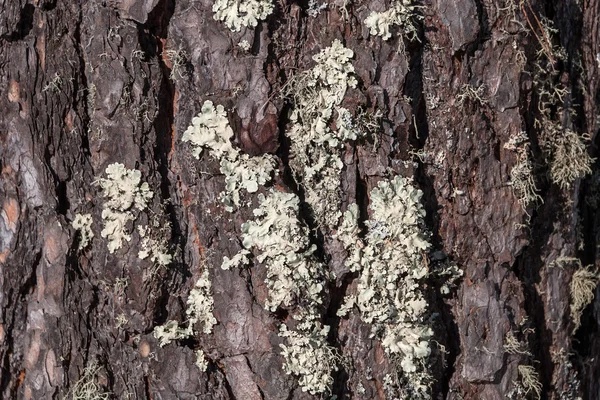 苔藓树皮纹理 — 图库照片