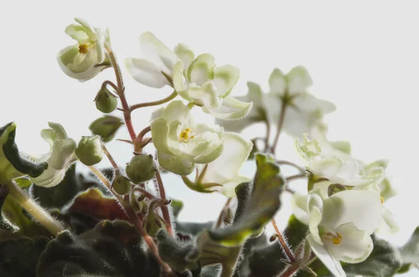 Flori albe Violet — Fotografie, imagine de stoc
