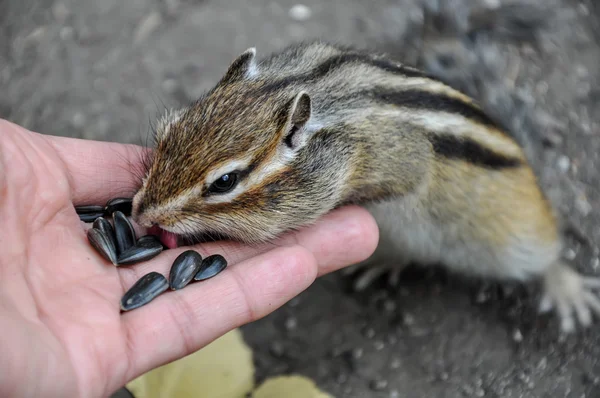 Chipmunk hand zaden voeding — Stockfoto