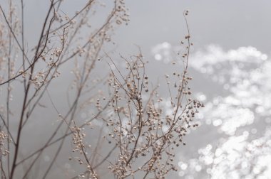 Kuru dallar nehir ışık