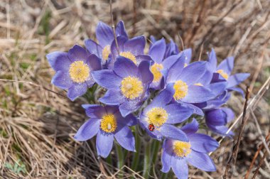 ilk bahar çiçekleri kardelen