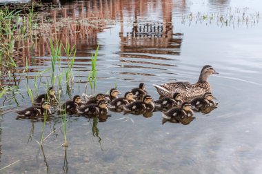 ördek ördek yavrusu göl