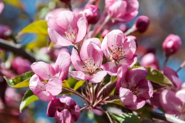 pembe çiçekler elma ağacı 