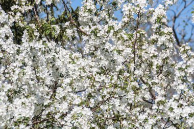 beyaz çiçekler elma ağacı dalı 
