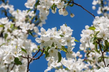 beyaz çiçekler elma ağacı dalı 