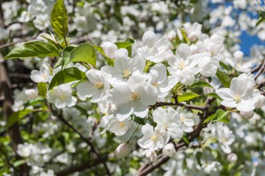 beyaz çiçekler elma ağacı 