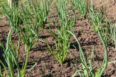 soğan bitki tüyler bitkisel 