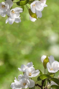 çerçeve beyaz çiçekler elma ağacı