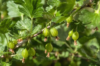 bektaşi üzümü meyve çilek 