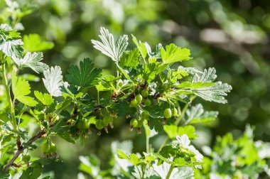 bektaşi üzümü meyve çilek 