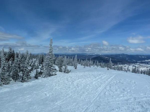 Mountain spruce sky winter — Stock Photo, Image