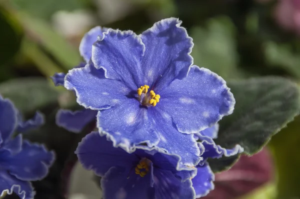 Fioletowy niebieski kwiat — Zdjęcie stockowe