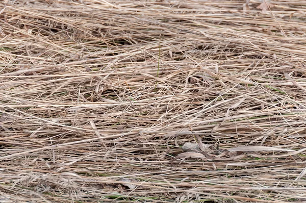 Textuur droog gras hooi — Stockfoto