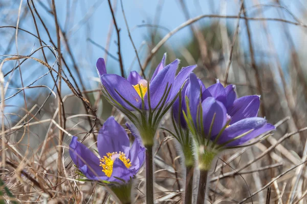 First spring flowers snowdrops — Stock Photo, Image