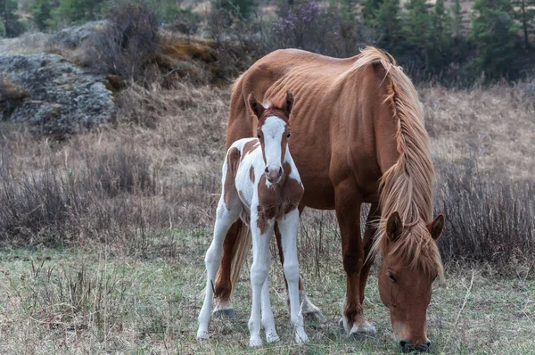 Foal horse graze mountain — Stock Photo, Image